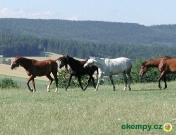 Farma Holubice