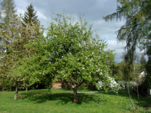 Camp Krouna 