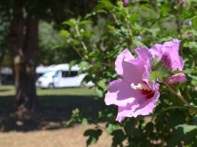 Thermal Camping Zalakaros 