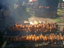 Kemp Western naše kuřátka