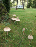 Annín Tree Park Camp 