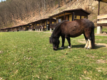 Kemp Ranč Bystřička poník Majda